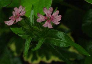 Lychnis 