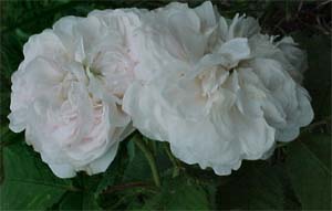 Rosa 'Madame Hardy'