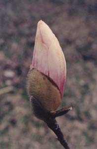 Magnolia soulangiana 