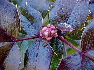 Mahonia aquifolium 