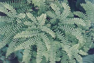 Adiantum pedatum 'Imbricatum'