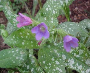 Pulmonaria 'Majeste'