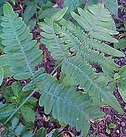 Pteridium aquilinum (species)