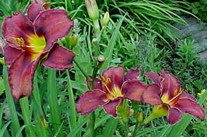 Hemerocallis 'Midnight Magic'