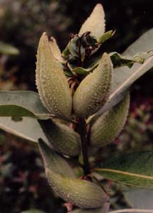 Asclepias syriaca (species)