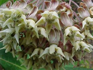 Asclepias syriaca (species)