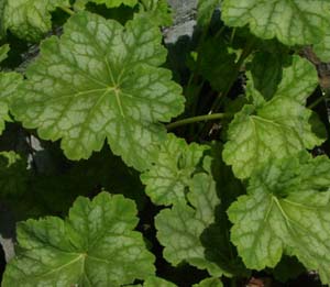 Heuchera 'Mint Frost'