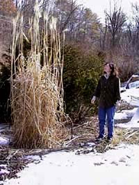 Miscanthus floridulus 