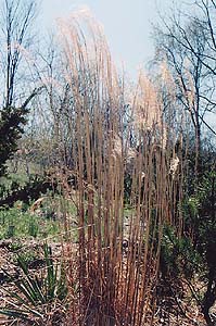 Miscanthus sinensis 'Morning Light'