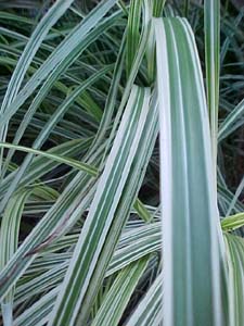 Miscanthus variegatus 