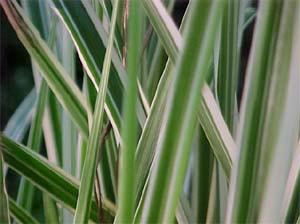 Miscanthus variegatus 