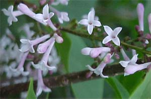 Syringia patula 'Miss Kim'