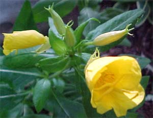 Oenothera missouriensis 