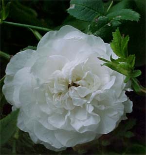 Rosa 'Madame LeGrae de St. Germain'