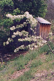 Malus 'Molten Magma'