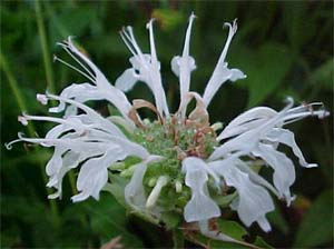 Monarda didyma 'Snow White'