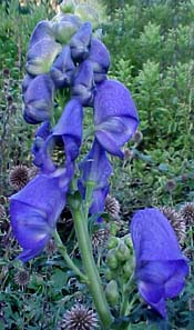 Aconitum carmichaelii (species)