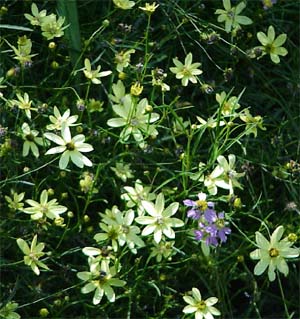 Coreopsis lanceolata 'Moonbeam'