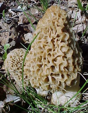 Morchella esculenta 