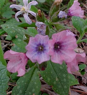 Pulmonaria 'Mrs. Moon'