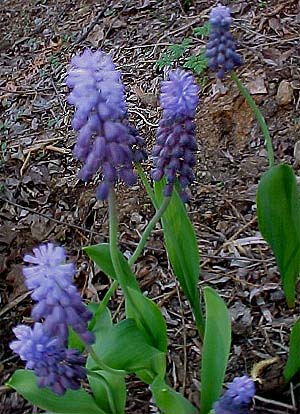 Muscari latifolium 