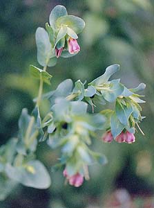 Origanum (unknown) Annual Oregano