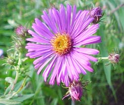 Aster novae-angliae (species)