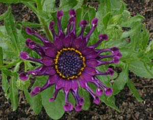 Osteospermum eklonis 'Nashinga Purple' ('Aksullo')