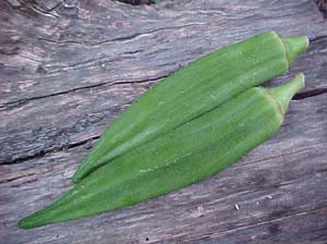 Abelmoschus esculentus 