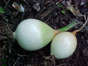 Allium cepa 'Burger Master'