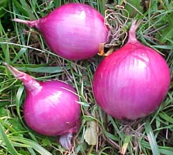 Allium cepa Unknown