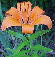 Lilium asiaticum 