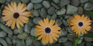 Osteospermum hybrid 'Orange Symphony'