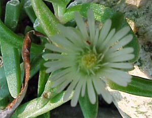 Orostachys fusurei 