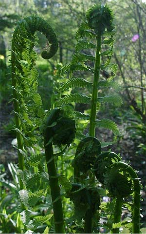 Matteuccia struthiopteris syn. Pennsylvanica 