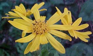 Ligularia 'Othello'