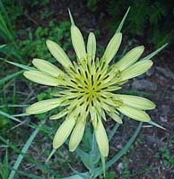 Tragopogon parrifolius (species)