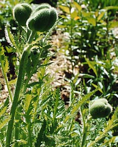 Papaver orientalis 