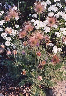 Pulsatilla vulgaris 