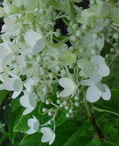 Hydrangea paniculata 'Pee Gee'