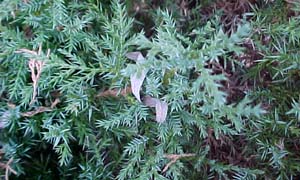 Juniperus x media 'Phitzeriana'