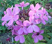 Phlox paniculata 