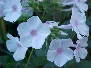 Phlox paniculata (species)