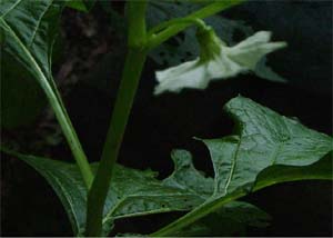 Physalis alkekengi 