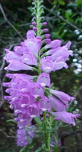 Physostegia virginiana (species)