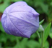 Platycodon 'Fugi Blue'