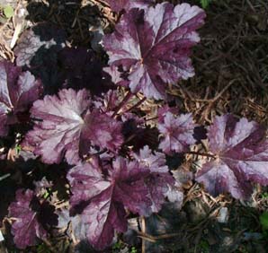 Heuchera 'Plum Pudding'