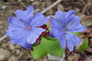 Plumbago auriculata 