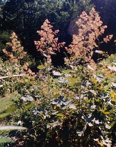 Macleaya cordata 