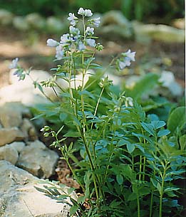 Polemonium caeruleum 'Album'